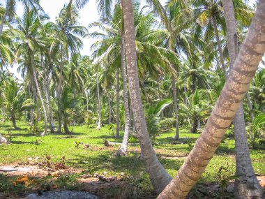 Palmiye ağaçları Hindistan cevizi