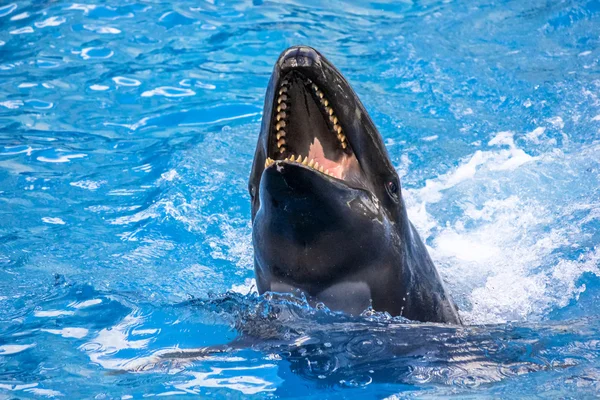 Baleia assassina risonha — Fotografia de Stock
