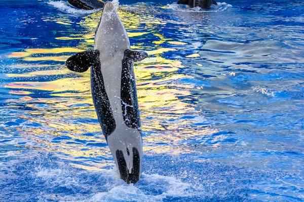 Baleia assassina salta — Fotografia de Stock