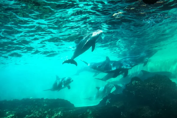 Delfines fondo submarino — Foto de Stock
