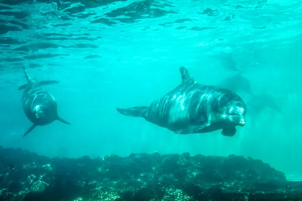 Dva delfíni pod vodou — Stock fotografie