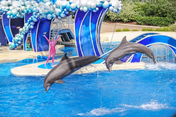 Two dolphins jumps