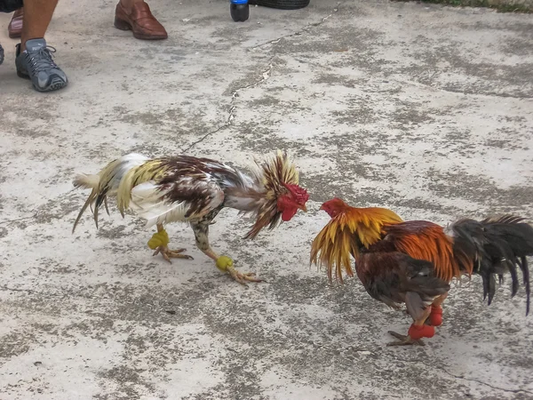 Peleas de gallos en República Dominicana — Foto de Stock