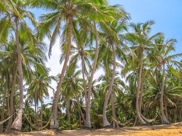 Playa Rincon palmiye ağaçlarında — Stok fotoğraf