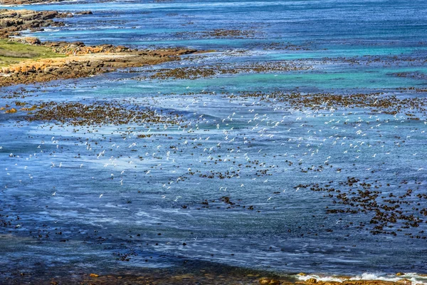 Deniz uçan kuş — Stok fotoğraf