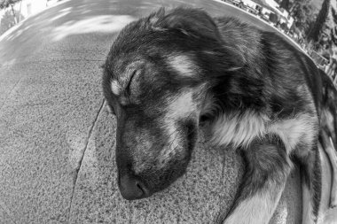 Köpek hayat kavramı