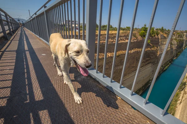 Köpek Corinto kanalı'nın — Stok fotoğraf