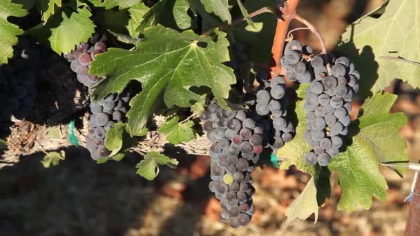 Спелый красный виноград — стоковое видео