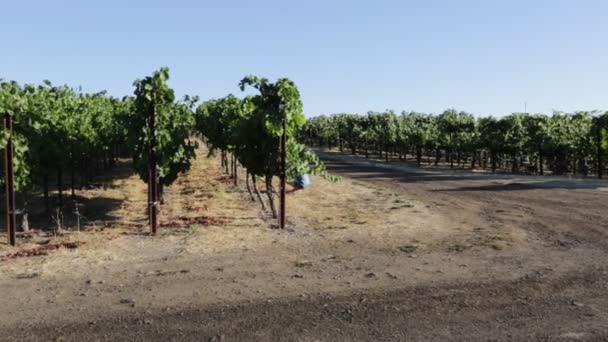 Plantación de uva del valle de Napa — Vídeo de stock