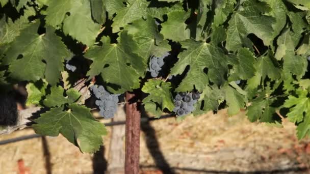 Red grapes on the vine — Stock Video