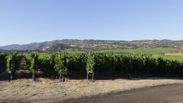 Winnica Napa Valley — Wideo stockowe