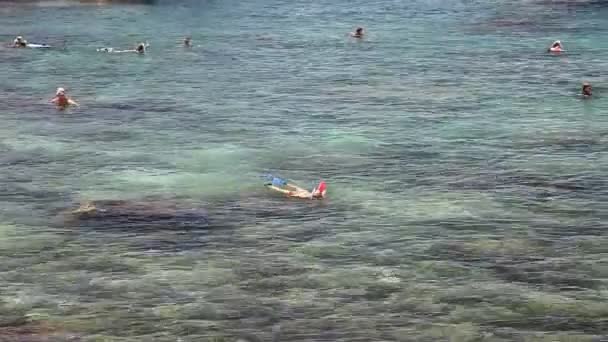 Squali Cove snorkeling — Video Stock