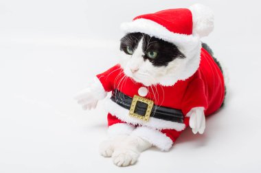 Noel Noel Baba kedi