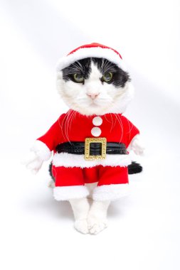 xmas kedi