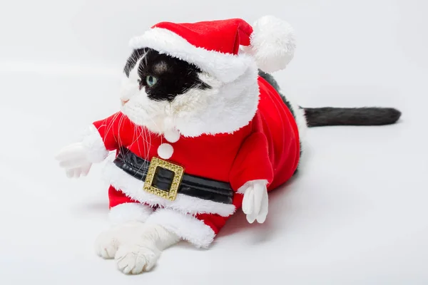 Navidad gato de Santa — Foto de Stock