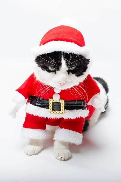 Gato de Navidad — Foto de Stock