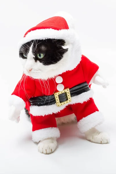 El gatito de Navidad — Foto de Stock
