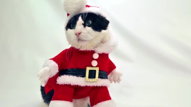 Santa karácsonyi macska — Stock videók
