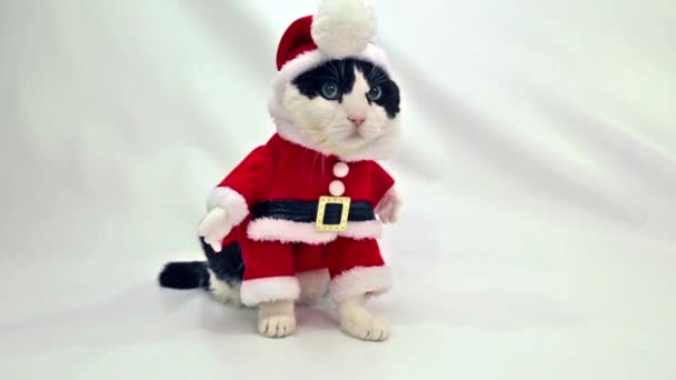 Yavru kedi Noel Baba — Stok video
