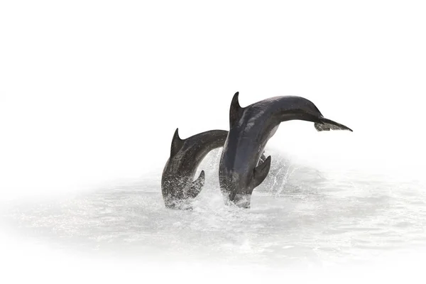 Dois Dolphin jumping — Fotografia de Stock