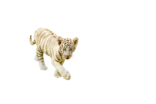 Baby tigre andando — Fotografia de Stock
