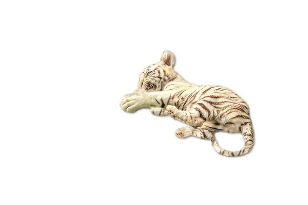 Tigerbaby rastet aus — Stockfoto