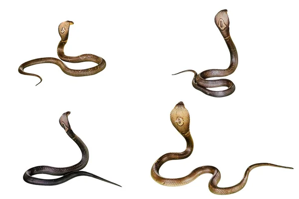 Four King Cobras — Stock Photo, Image