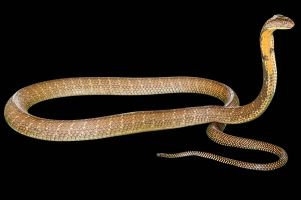 Rei negro Cobra — Fotografia de Stock