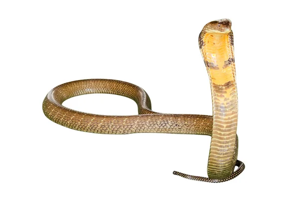 Cobra rei cobra — Fotografia de Stock