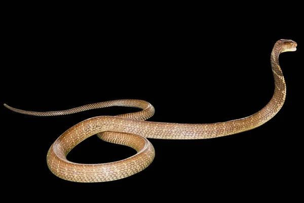 黑色眼镜蛇蛇 — 图库照片
