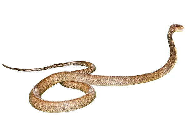 Cobra serpente isolato — Foto Stock