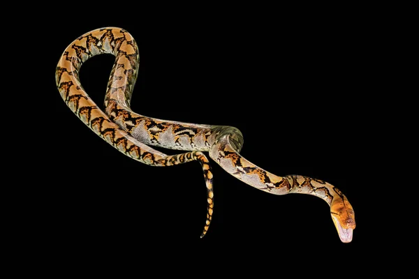 Reticulated Python on black — Stock Photo, Image