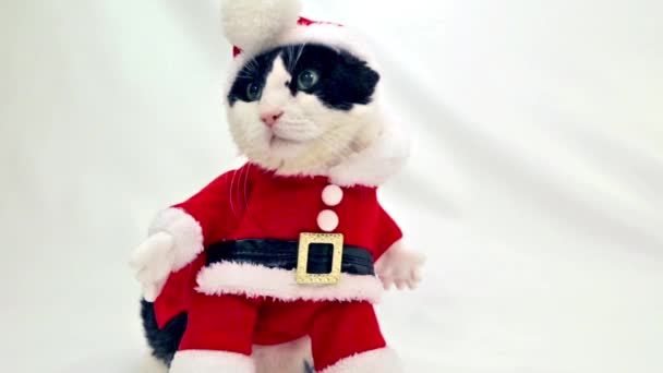 Cat Santa jul — Stockvideo