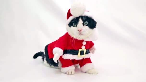 Cat Santa Navidad — Vídeos de Stock