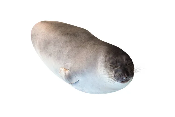 Small Elephant seal — Stock Photo, Image