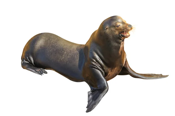 California Sea Lion — Stock Photo, Image