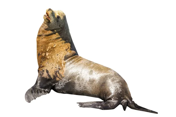 California Sea Lion — Stock Photo, Image