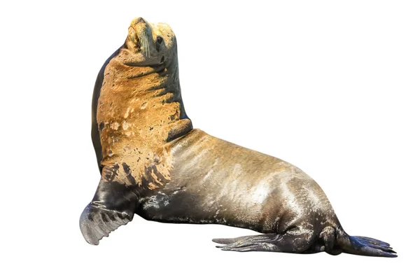 California Sea Lion — Stock Photo, Image