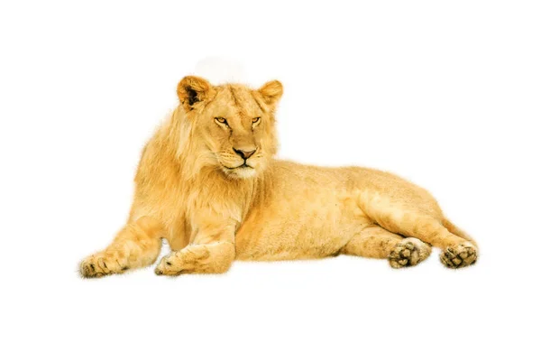 Female Lion isolated — Stock Photo, Image