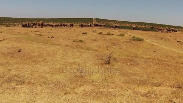 Éléphants d'Afrique du Sud — Video