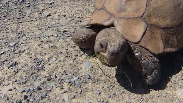 Tortuga sudafricana — Vídeos de Stock