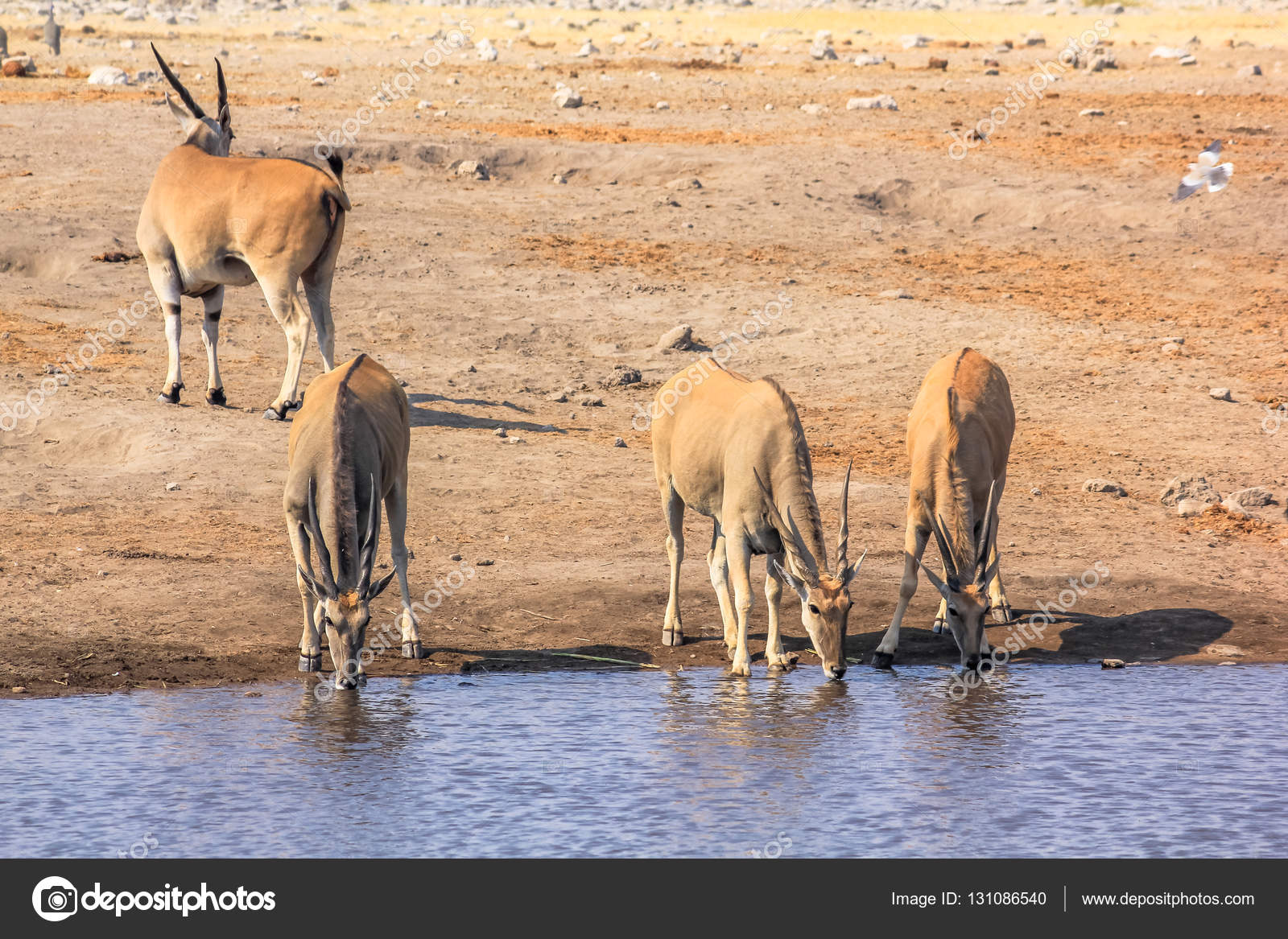 ガゼル属写真素材 ロイヤリティフリーガゼル属画像 Depositphotos