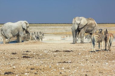 Etkin zebralar filler