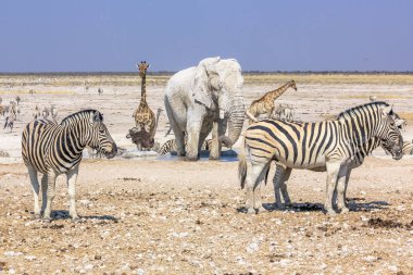 Etkin zebralar filler zürafalar