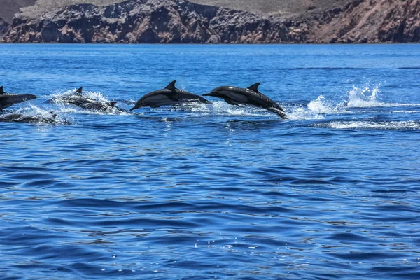 Dolphins jumping Mexico — Stock Photo, Image