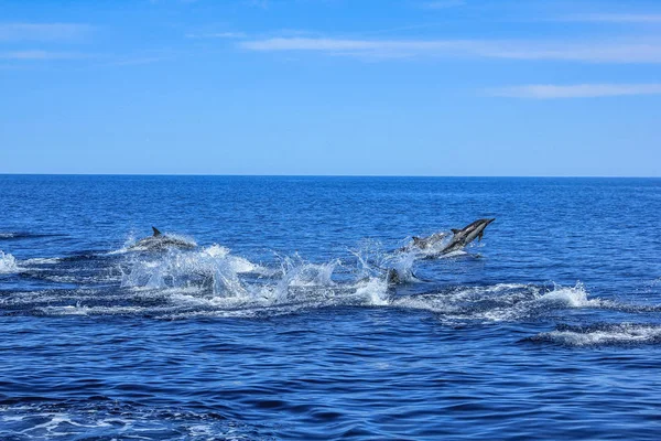 Group of dolphins jumping — Stock Photo, Image