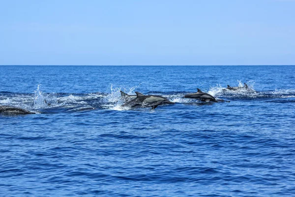 Delfines saltando México —  Fotos de Stock