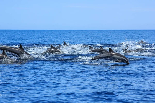 Dolphins jumping Mexico — Stock Photo, Image
