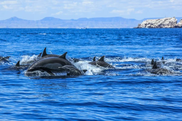 점프 하는 돌고래의 그룹 — 스톡 사진