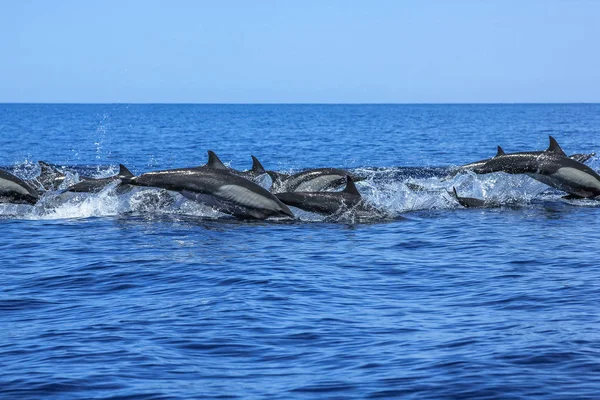 Grupo de delfines saltando — Foto de Stock